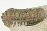 Two, Bargain, Crotalocephalina Trilobite Fossils - Atchana, Morocco - #201306-1